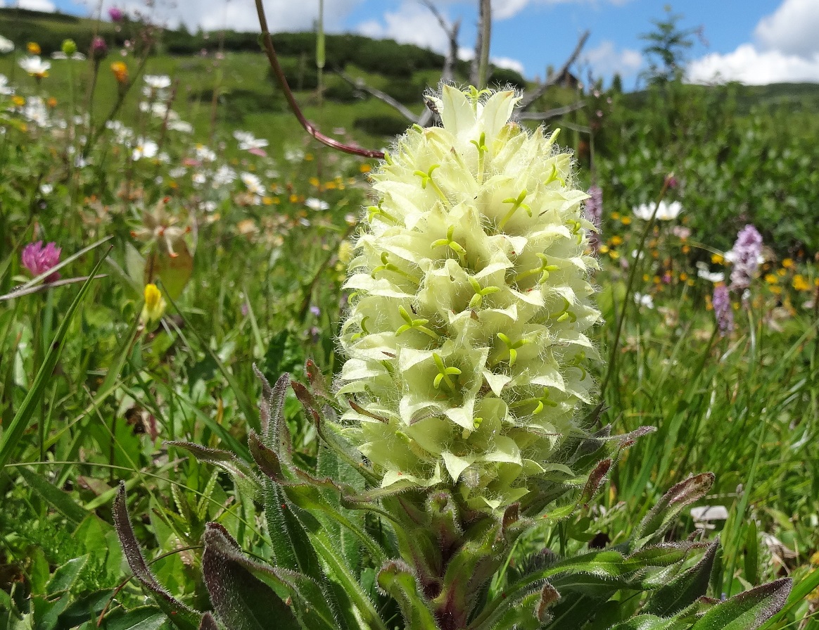 07-05-17   Campanula thyrsoides  subsp. thyrsoides.jpg