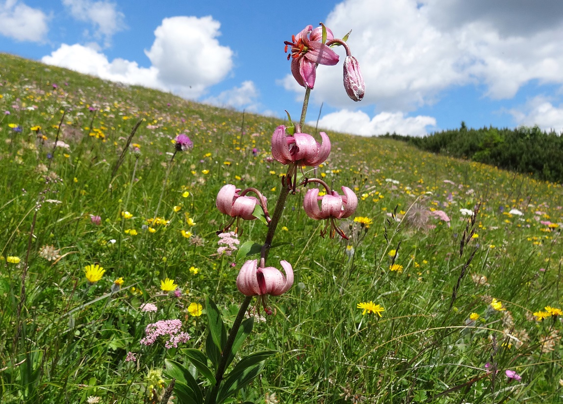 07-05-17   Lilium martagon.jpg