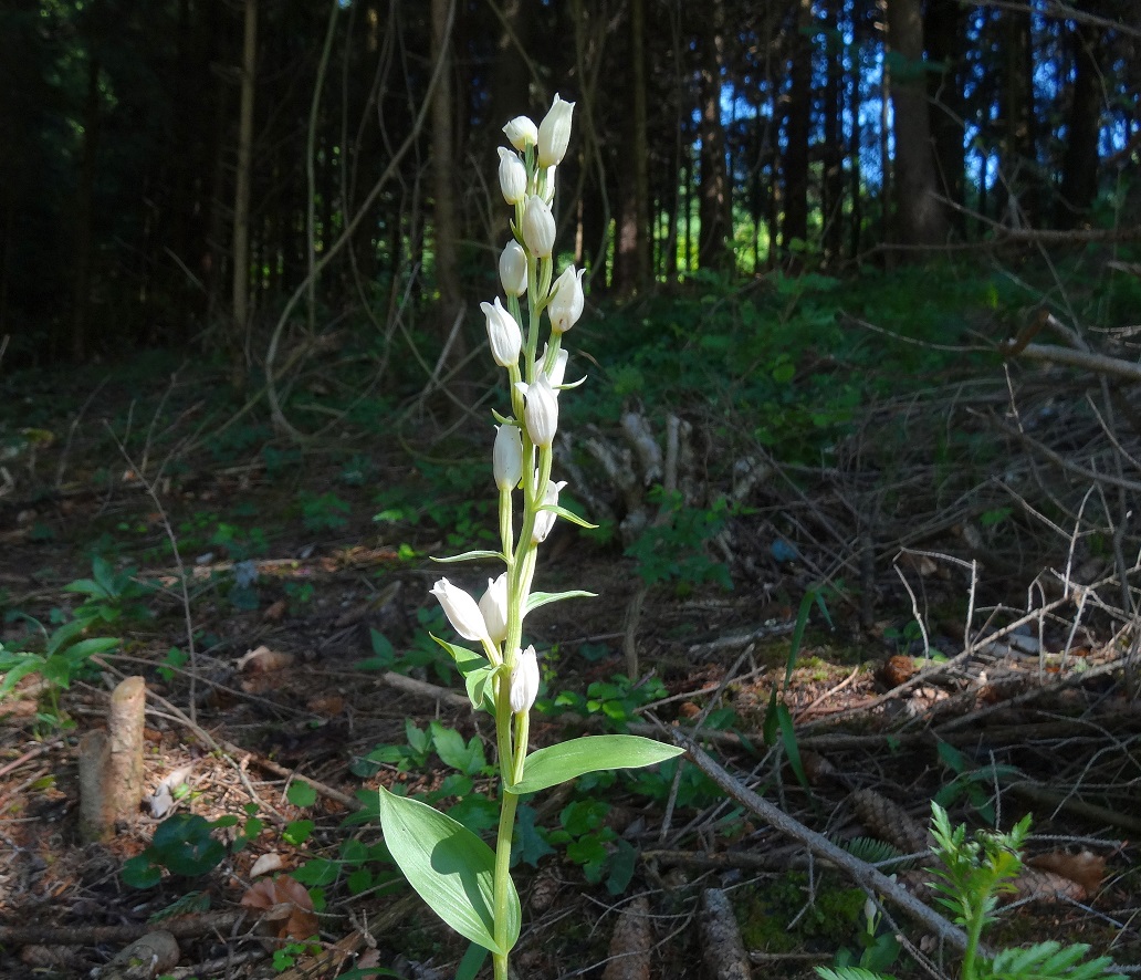 05-26-2018 Cephalanthera damasonium.jpg