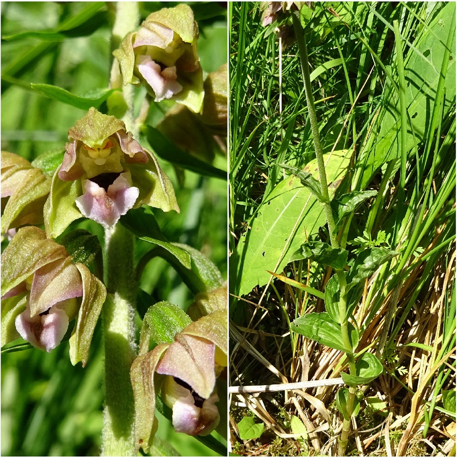 07-12-2021 Epipactis distans.jpg