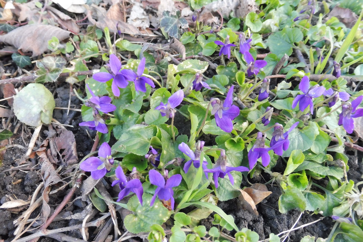 Viola odorata 1.JPG