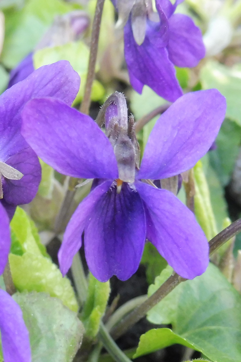 Viola odorata 2.JPG
