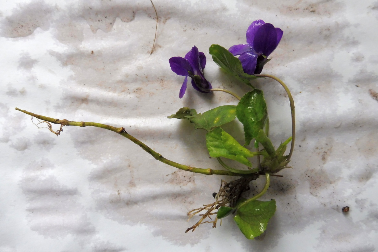 Viola odorata 4.JPG
