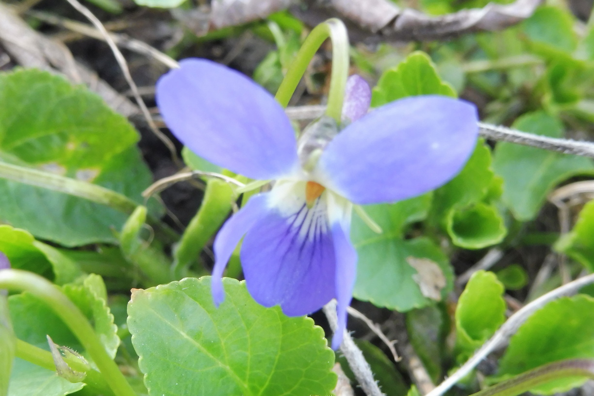 Viola suavis 2.JPG