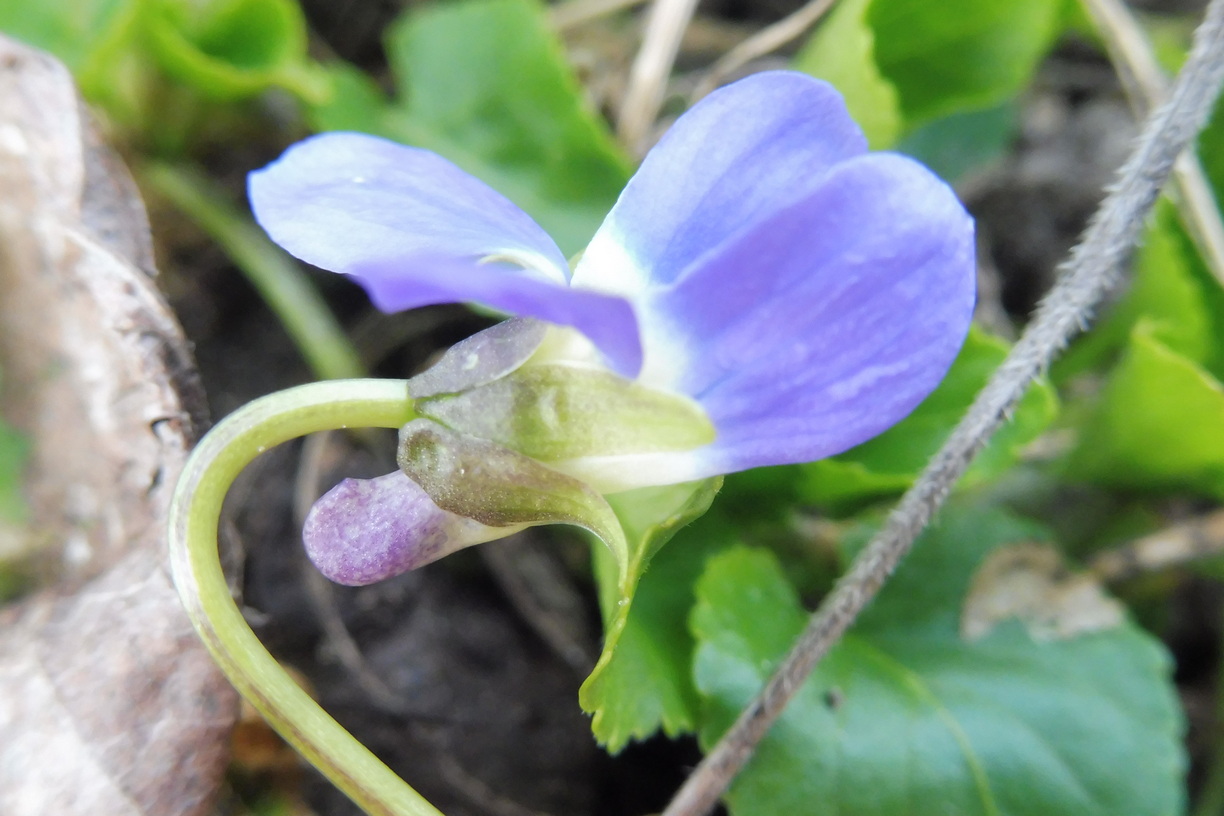 Viola suavis 3.JPG