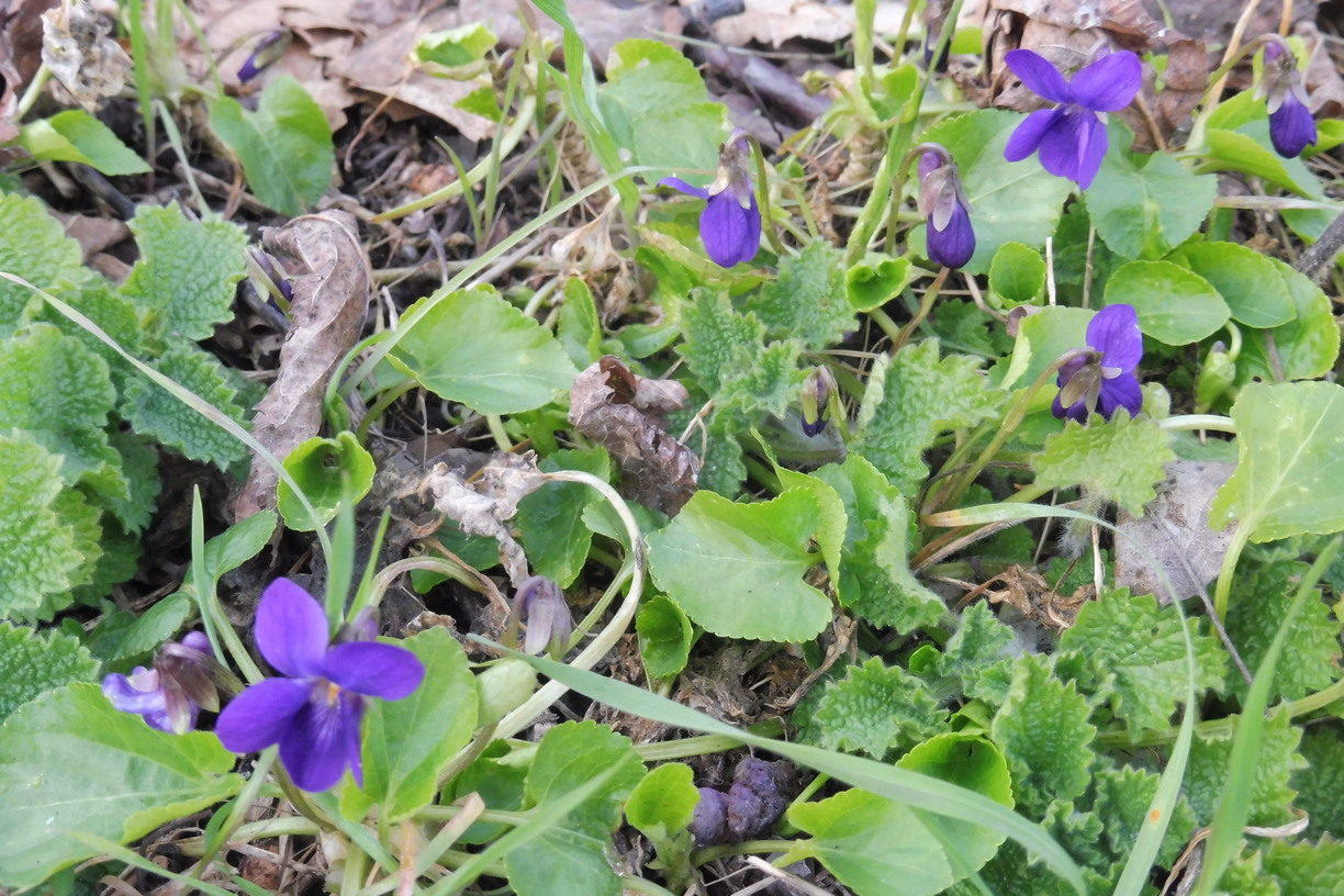 Viola suavis x Viola odorata 1.JPG