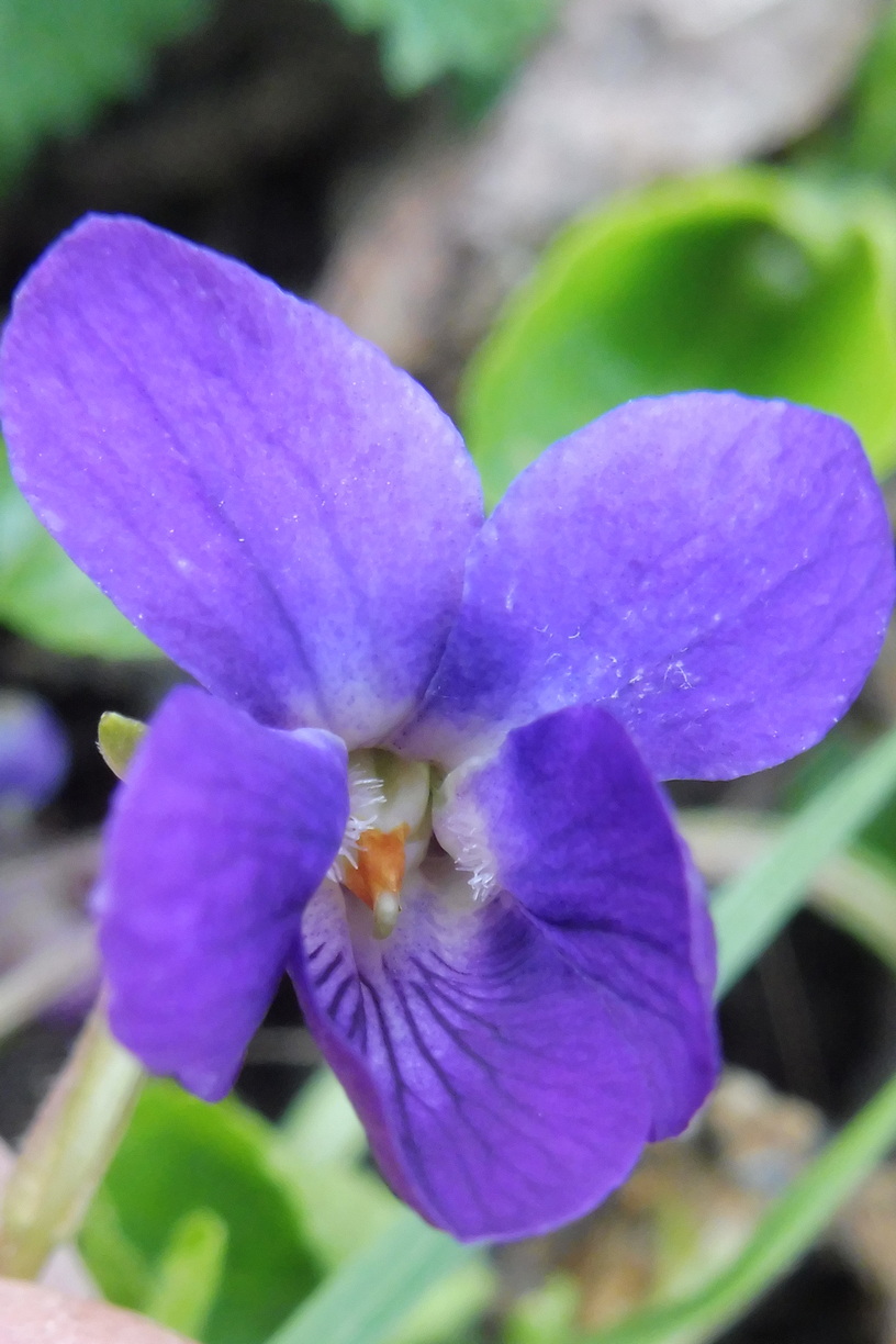 Viola suavis x Viola odorata 2.JPG