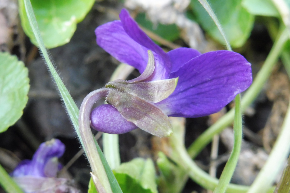 Viola suavis x Viola odorata 3.JPG