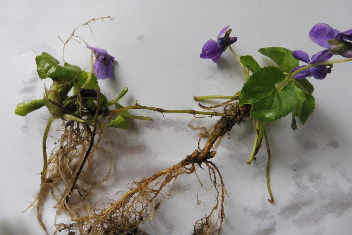 Viola suavis x Viola odorata 4.JPG