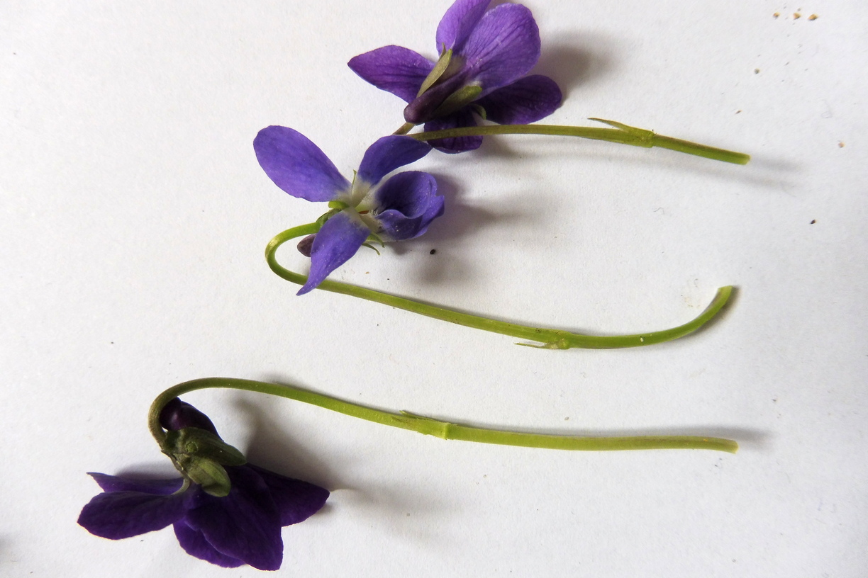 Viola Zusammenstellung.JPG