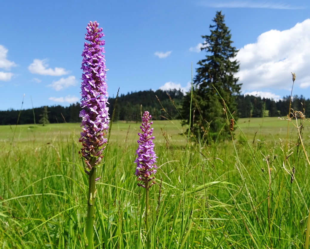 07-03-2018  Gymnadenia conopsea ).jpg
