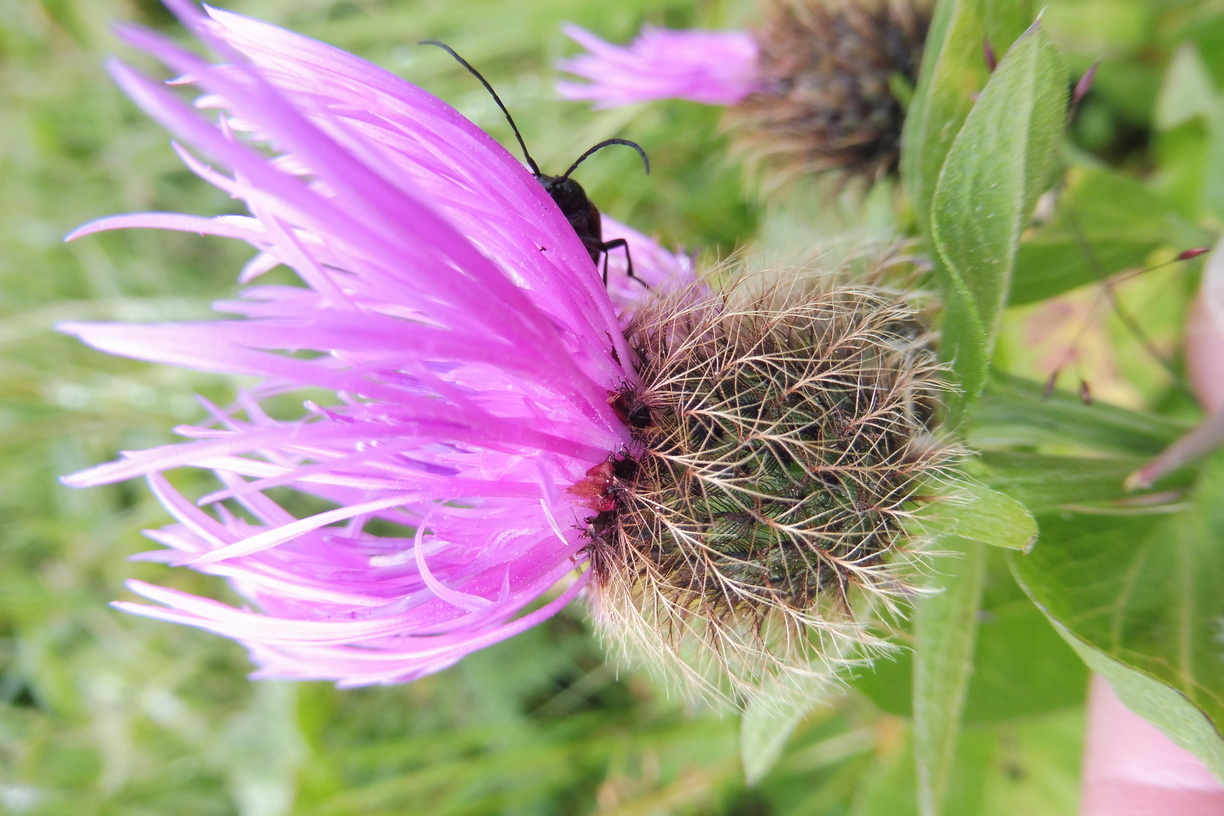 Centaurea pseudophrygia 2.JPG