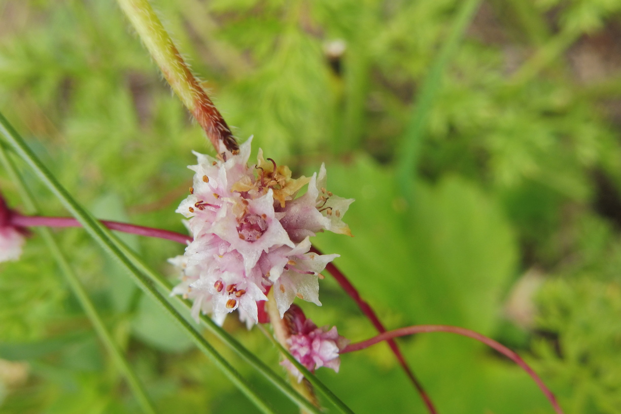 Cuscuta epithymum.JPG