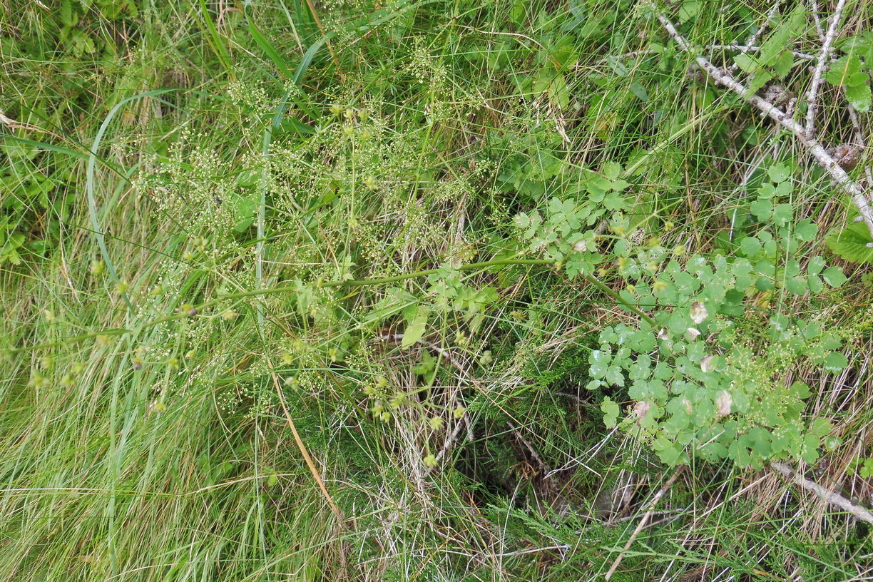 Thalictrum minus 1.JPG