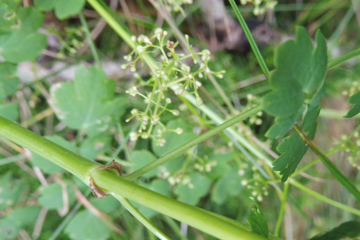 Thalictrum minus 2.JPG