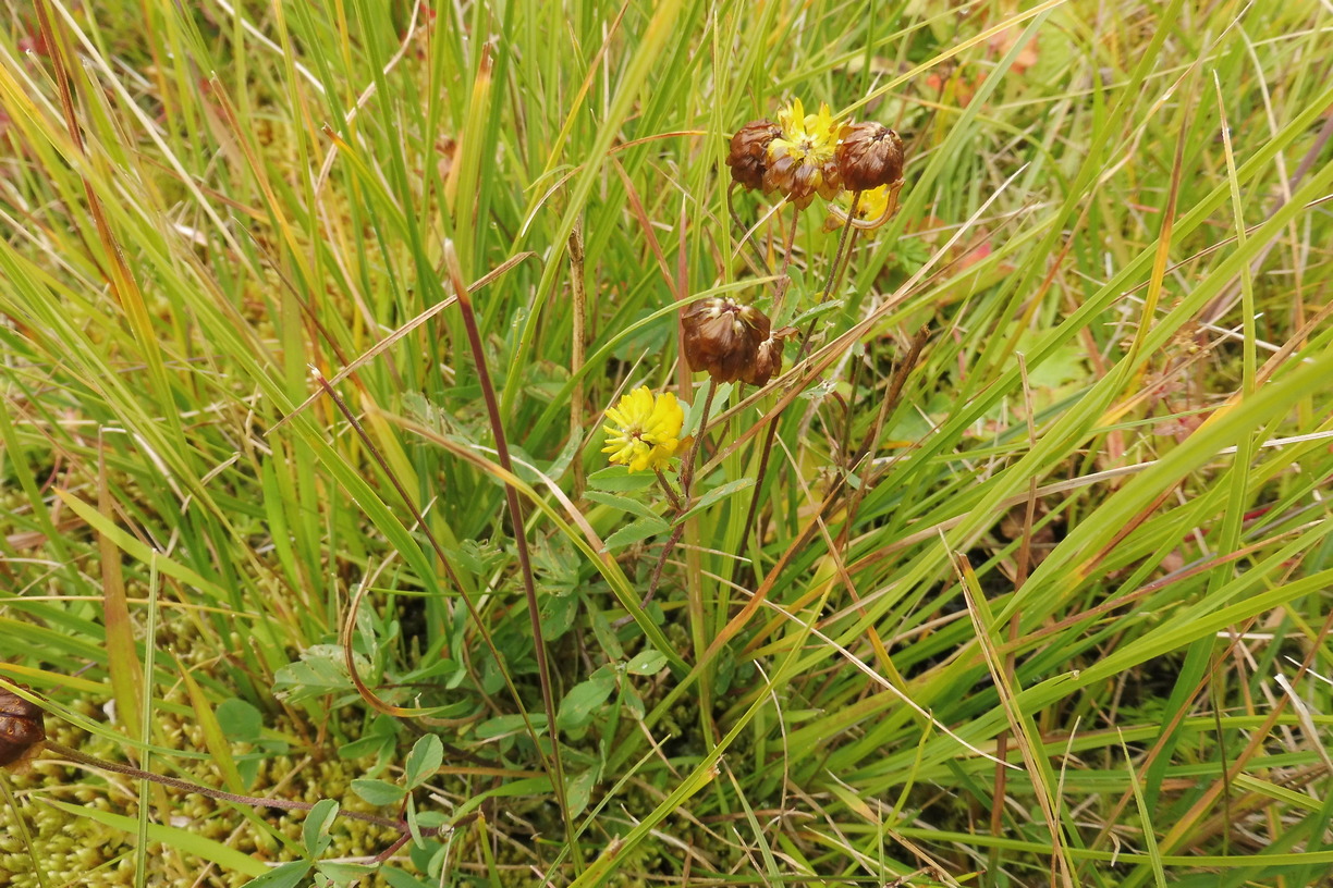 Trifolium badium.JPG