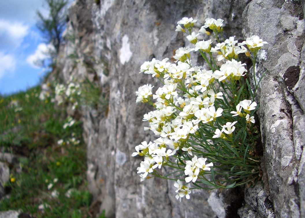 05-08-15  Unbekannter Kreuzblütler, Reisalm.jpg