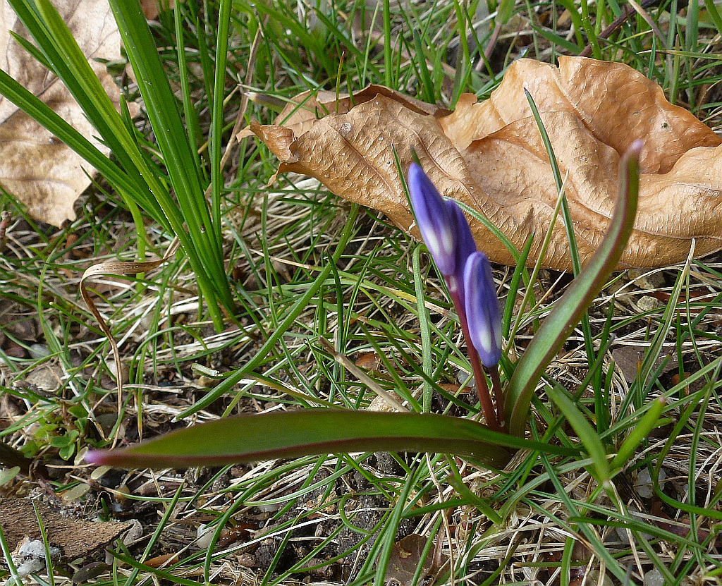 01P1550301 s Blumen in Schwaben.jpg