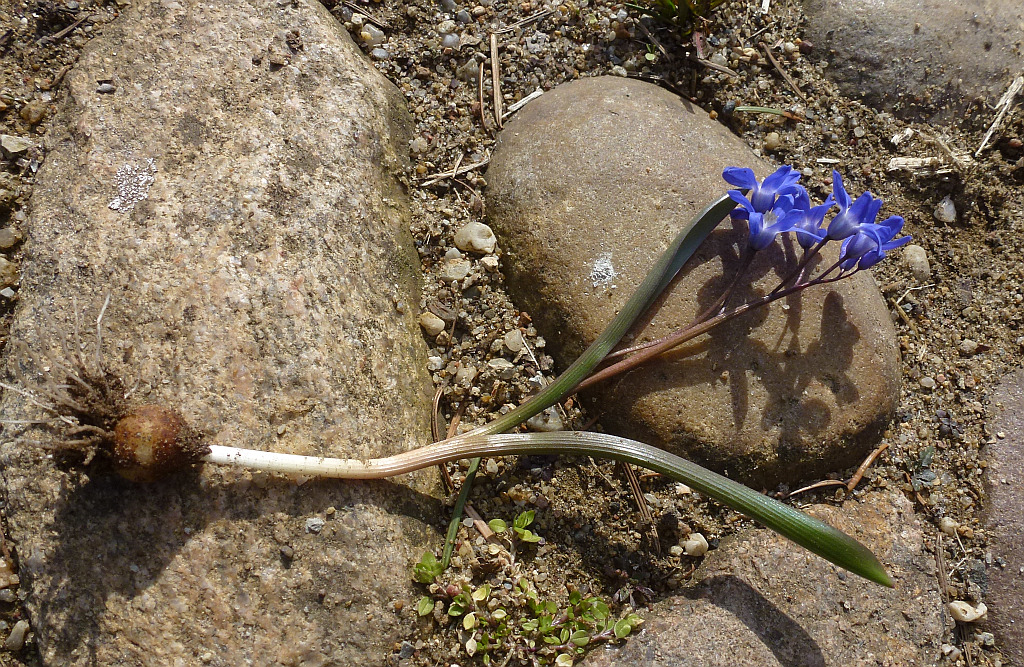 10P1550333 ganze Pfl-gesamtl ca 15 cm.jpg