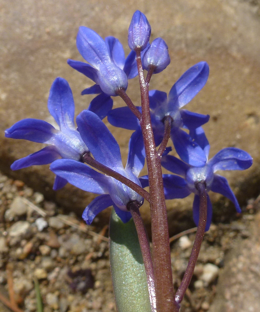 12P1550336 rückseite.jpg