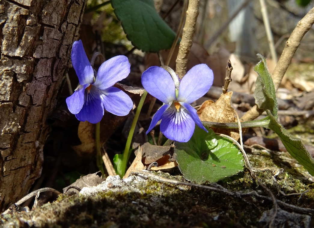 2022-02-19 DSC00578.JPG