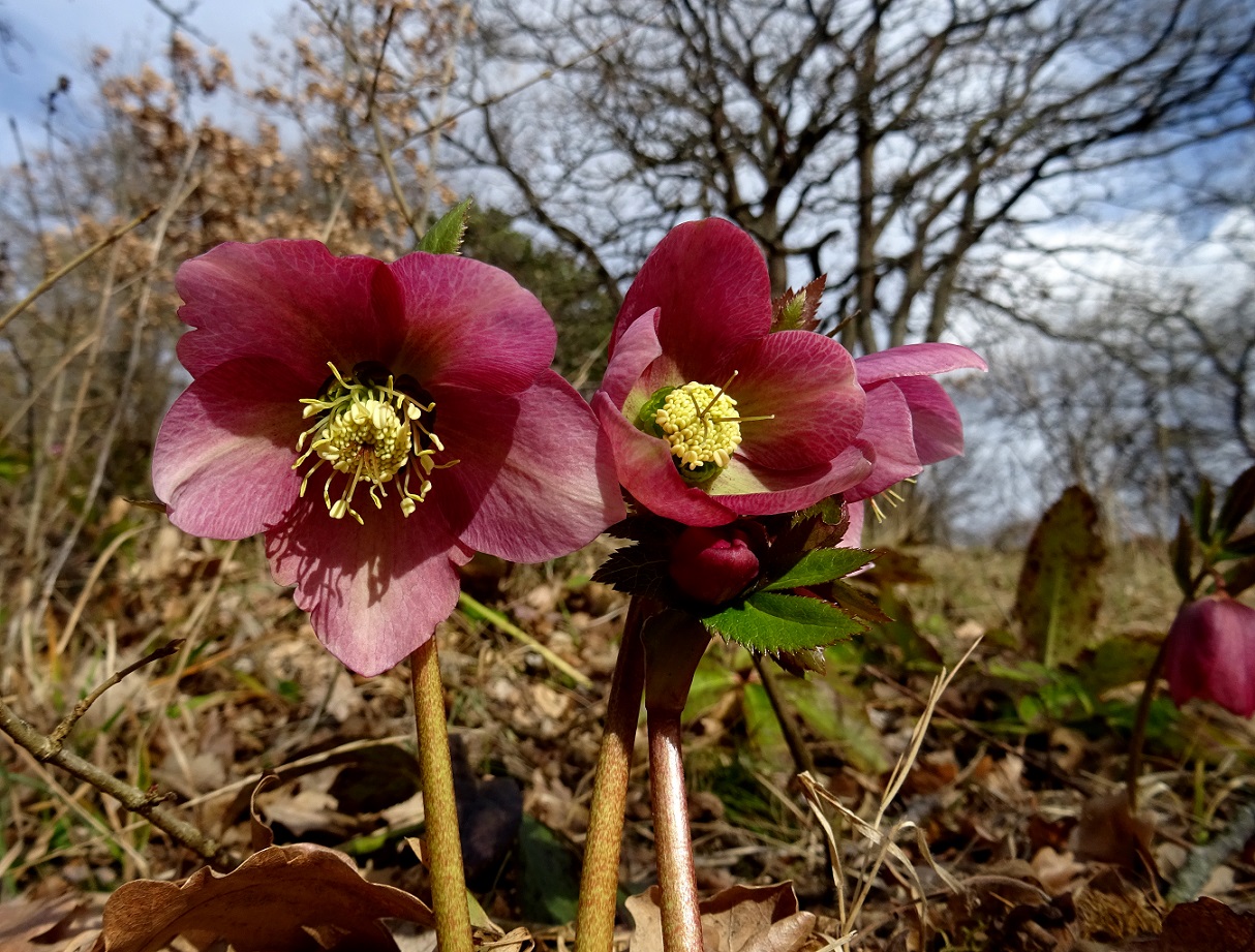 2022-02-19 DSC00685.JPG