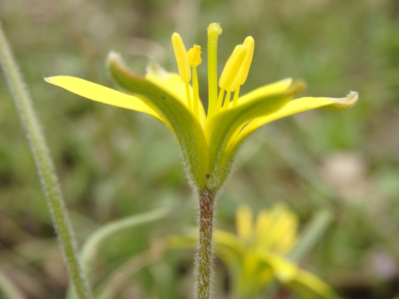 Gagea_villosa.JPG