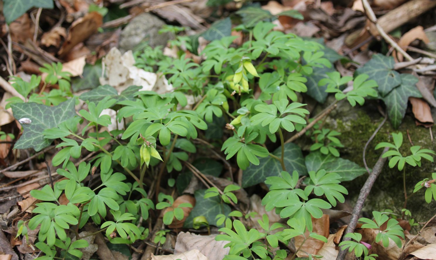 Corydalis_intermedia_Alland_Sulzriegel_20170330a.jpg