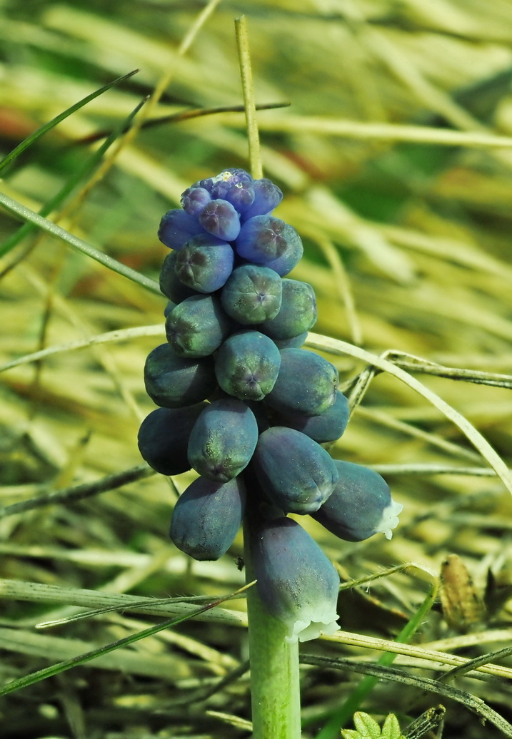 Muscari neglectum.JPG