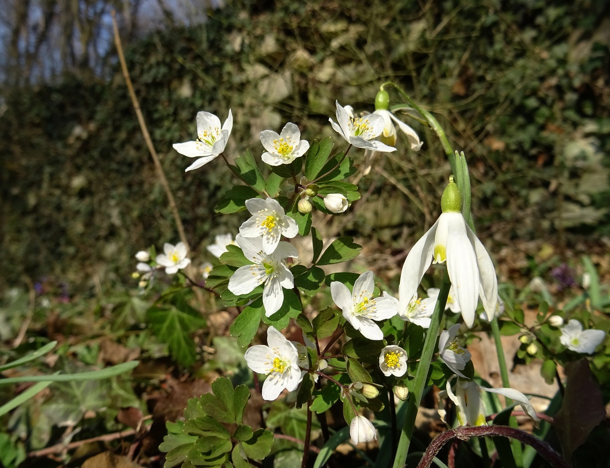 2022-03-18 DSC04381.JPG