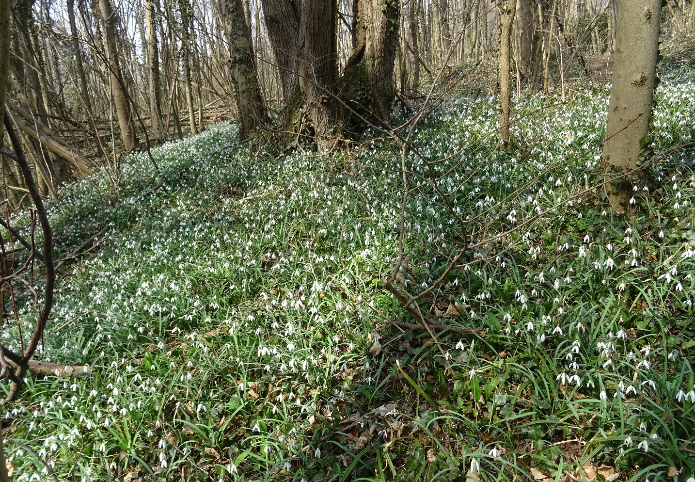 2022-03-18 DSC04585.JPG