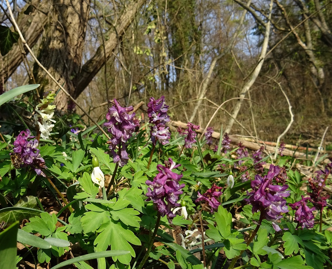 2022-03-18 DSC04624.JPG