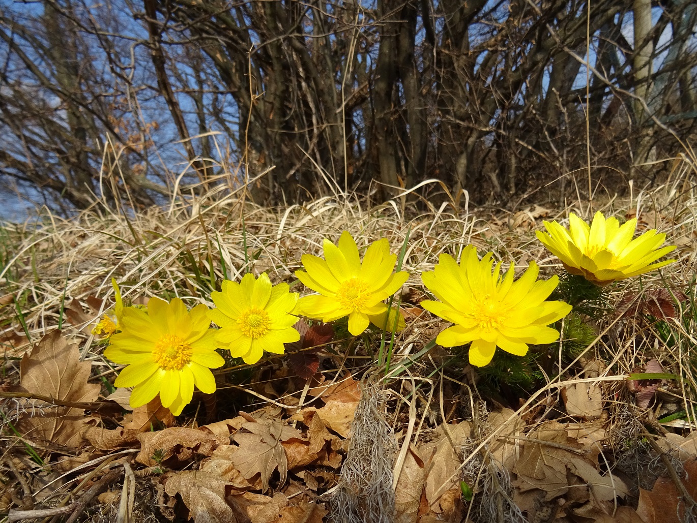 2022-03-18 DSC04669.JPG