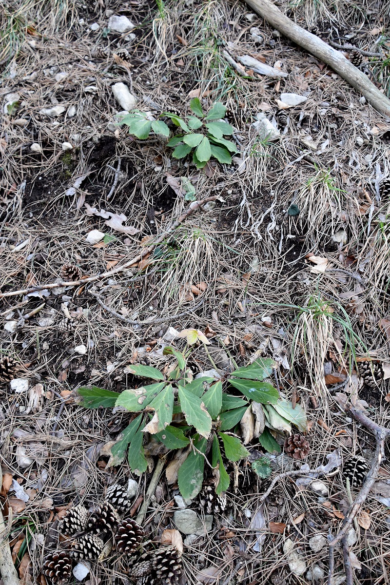 Kaltenleutgeben - 18032022 - (12) - 7963-1.JPG