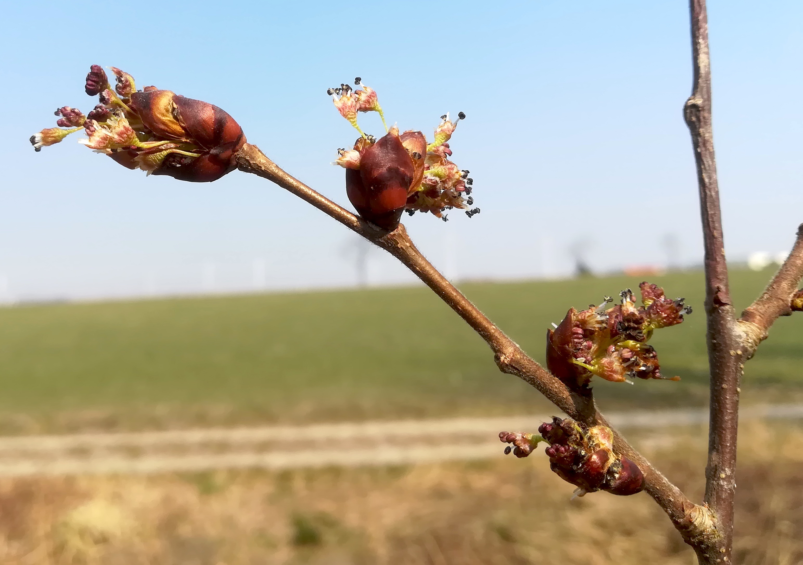ulmus laevis wilfleinsdorf_20220319_120456.jpg