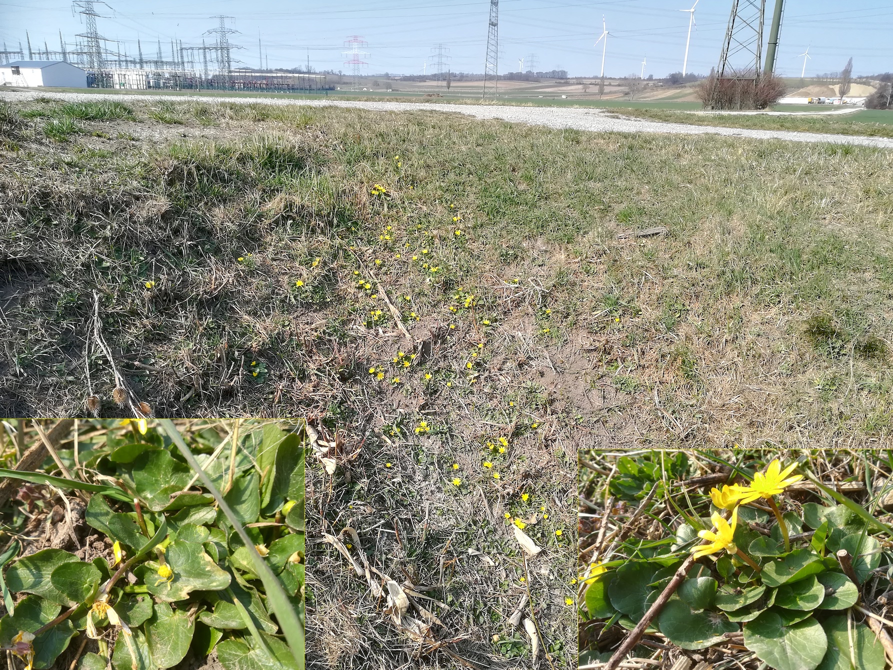 ficaria calthifolia wilfleinsdorf_20220319_133059.jpg