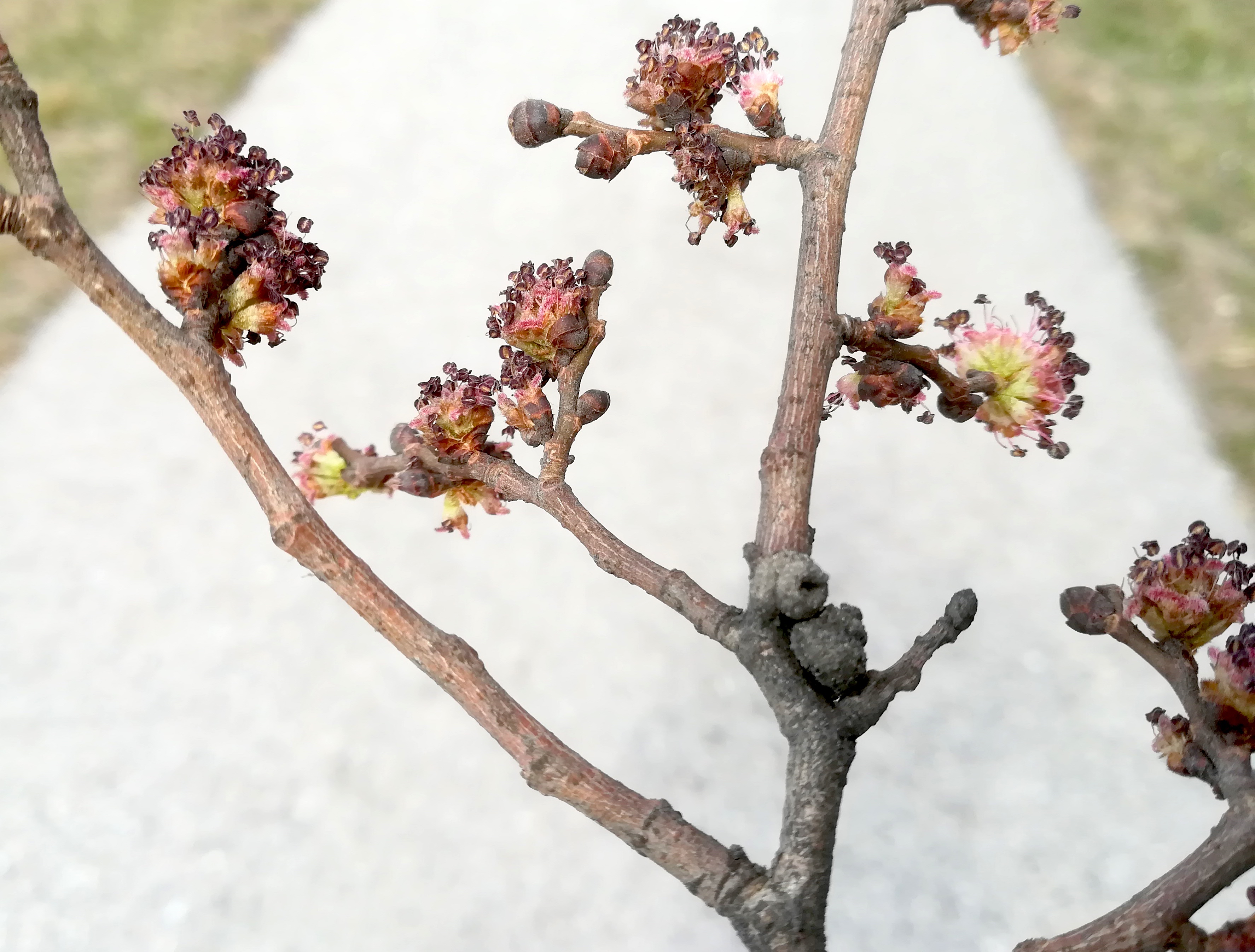 ulmus sp. kult. kreisverkehr W areal gebrüder weiss maria lanzendorf_20220320_113814.jpg