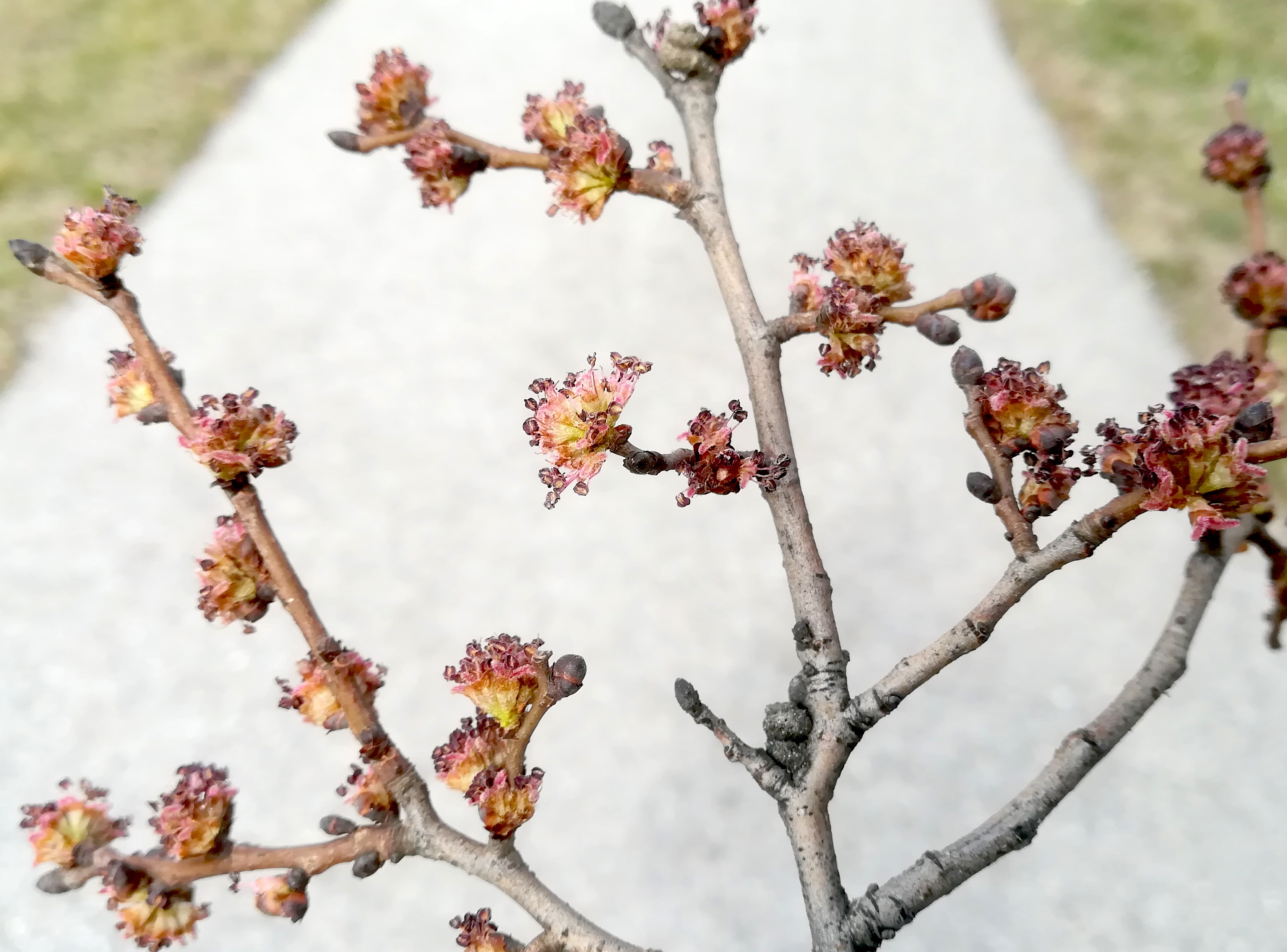 ulmus sp. kult. kreisverkehr W areal gebrüder weiss maria lanzendorf_20220320_113827.jpg