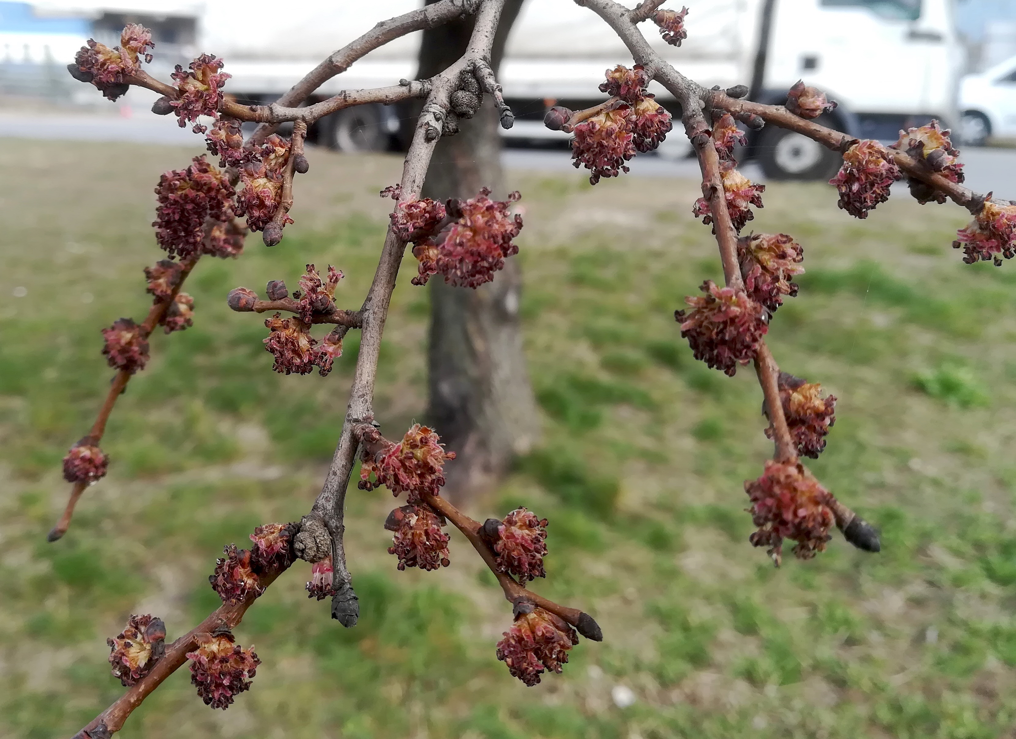 ulmus sp. kult. kreisverkehr W areal gebrüder weiss maria lanzendorf_20220320_113713.jpg