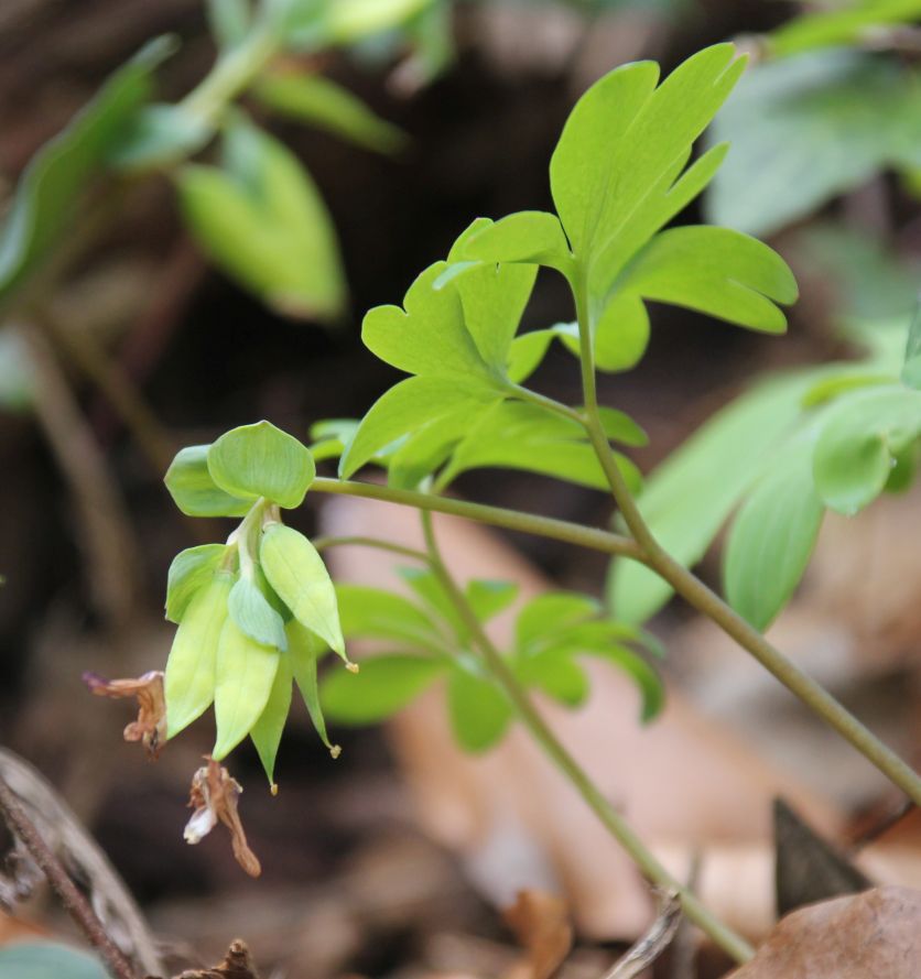 Corydalis_intermedia_Alland_Sulzriegel_20170330b.jpg