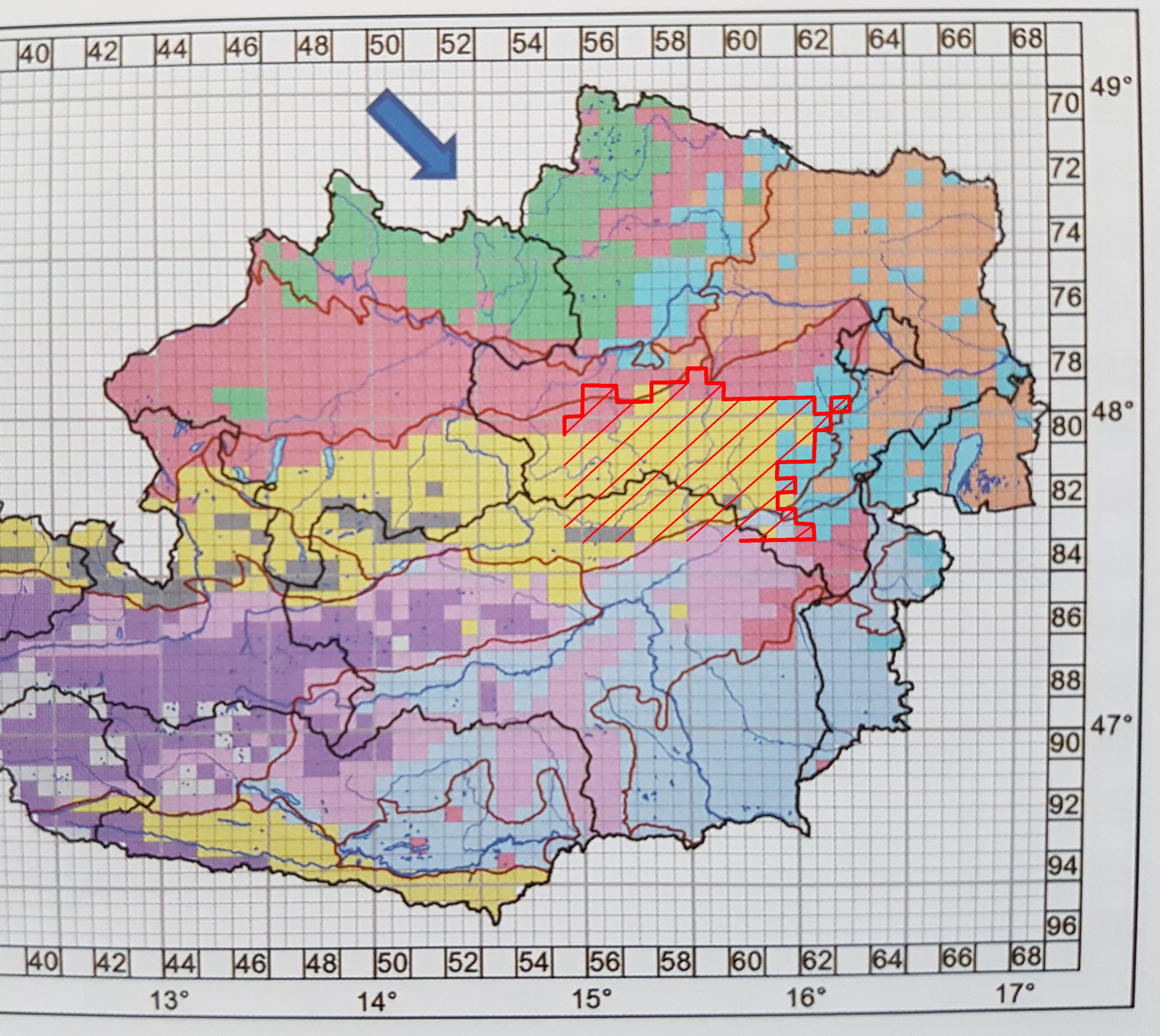 Helleborus niger (subsp. niger).jpg