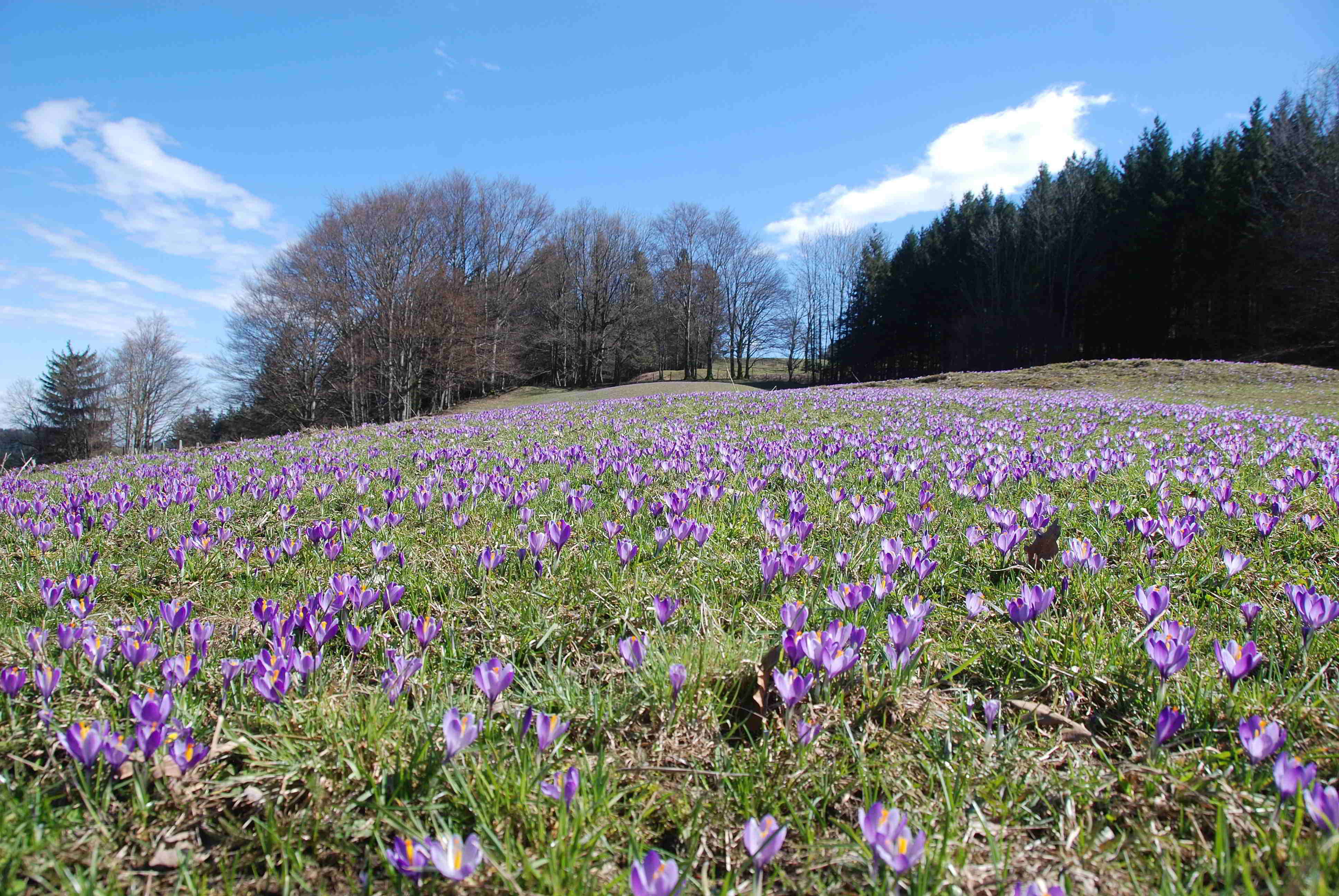 Gresten-NÖ-30032018-(18)-Standort Buchberg.JPG