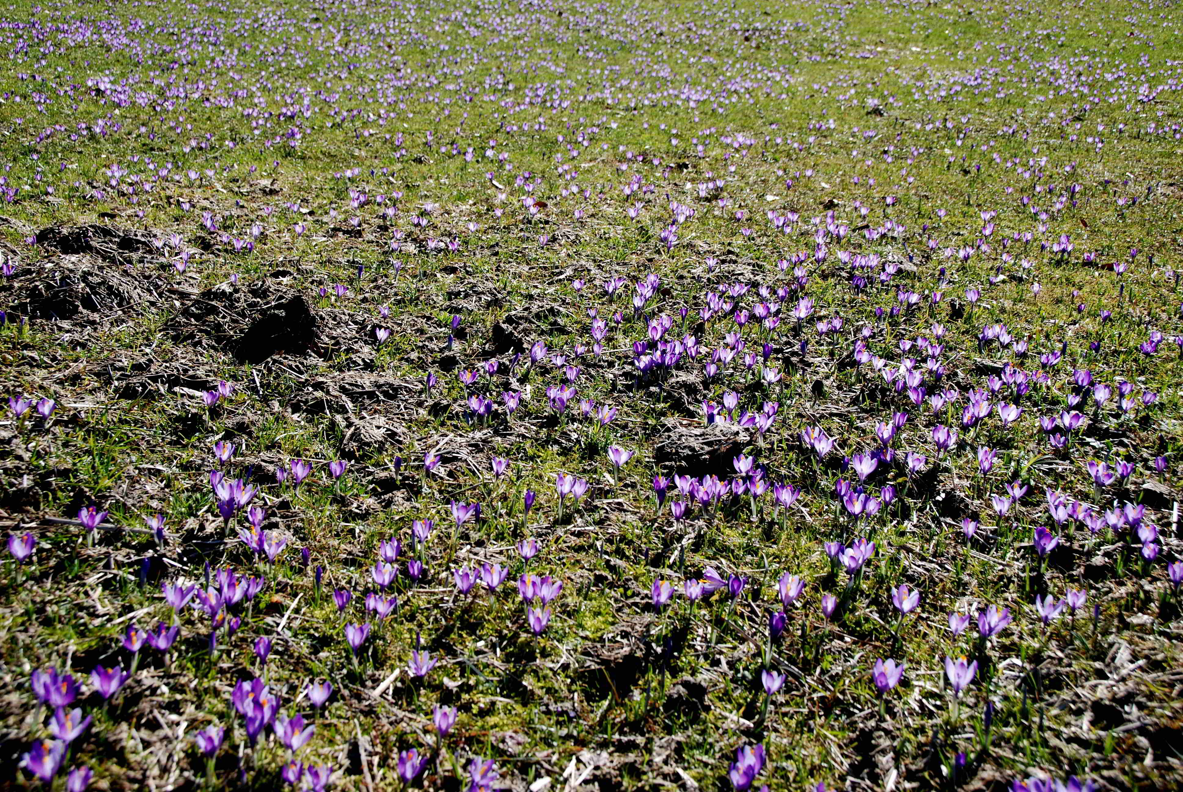 Gresten-NÖ-30032018-(30)-Standort Buchberg.JPG