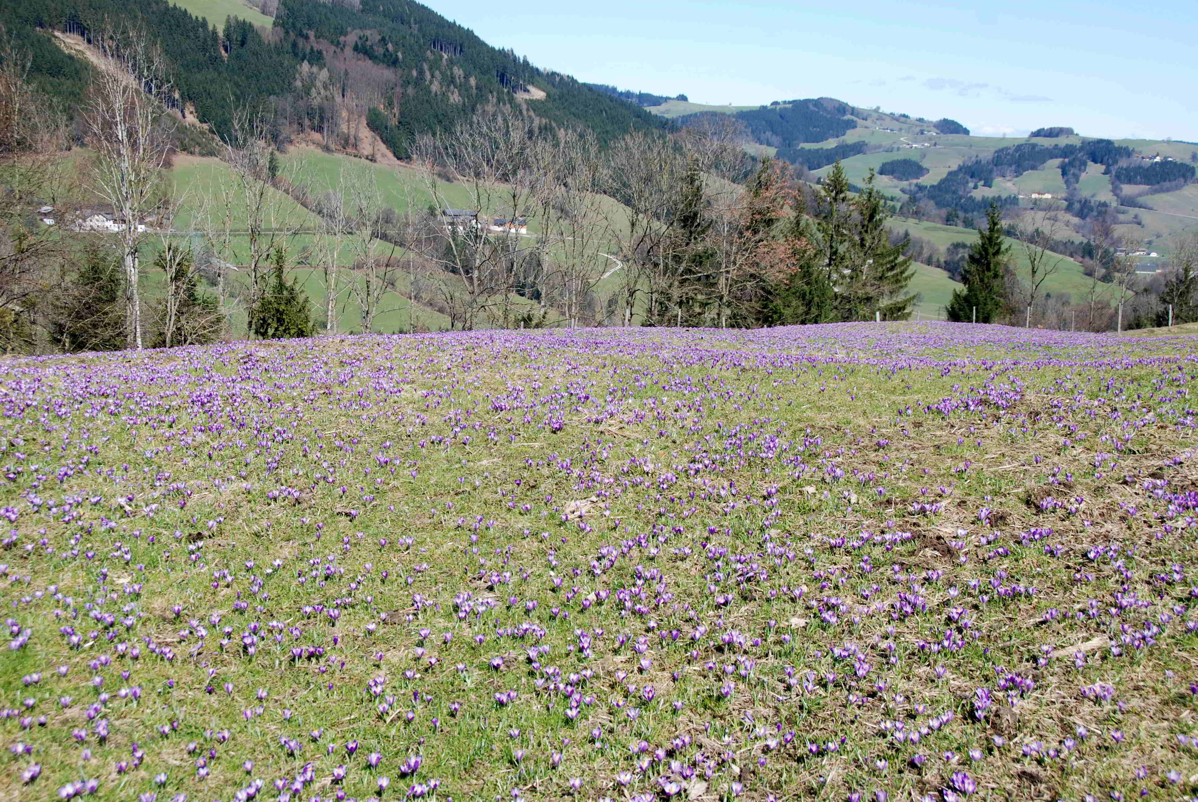 Gresten-NÖ-30032018-(33)-Standort Buchberg.JPG