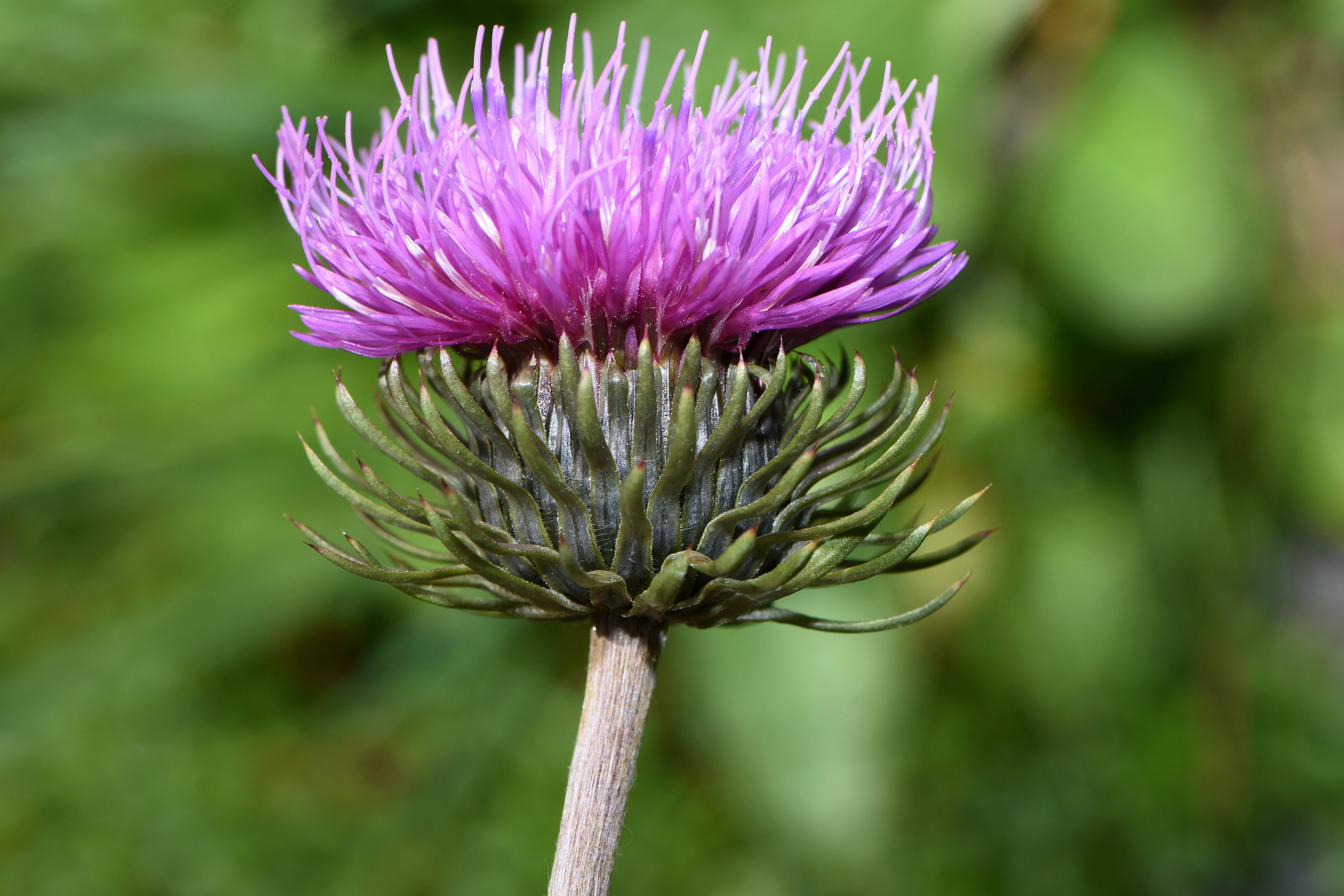 9 (Carduus) (1).jpg