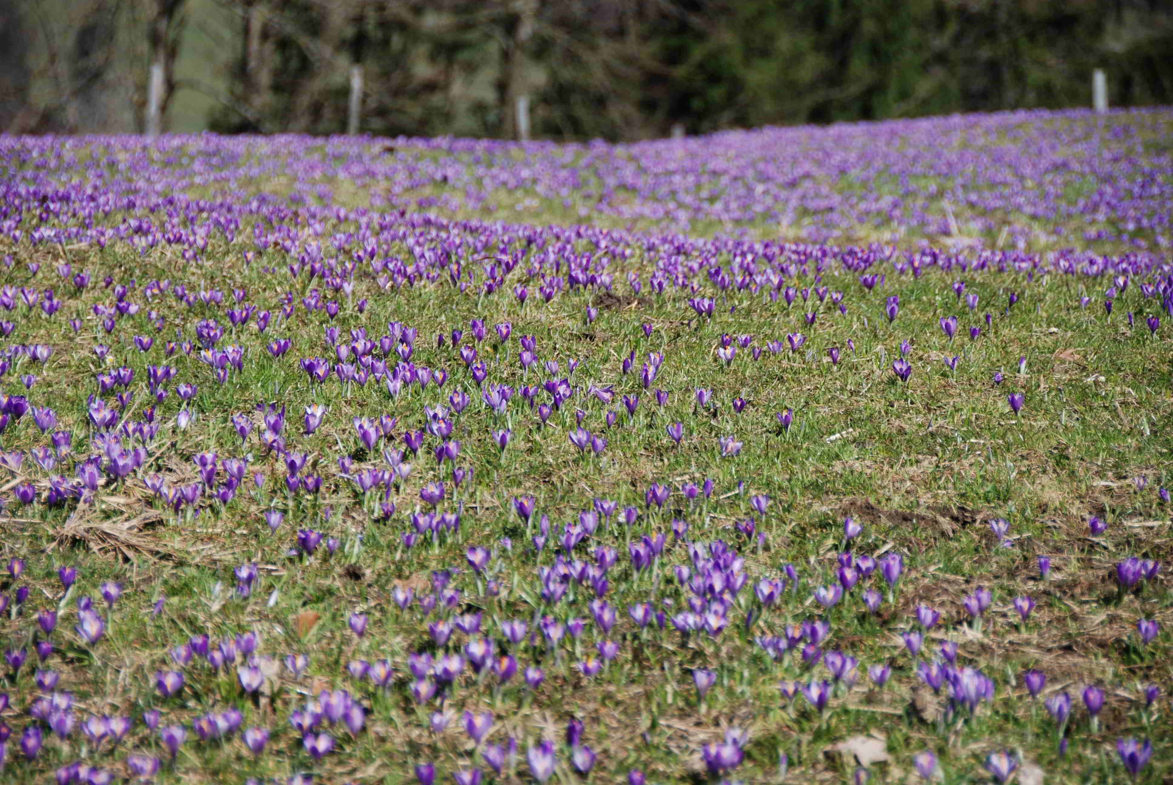 Gresten-NÖ-30032018-(34)-Standort Buchberg.JPG