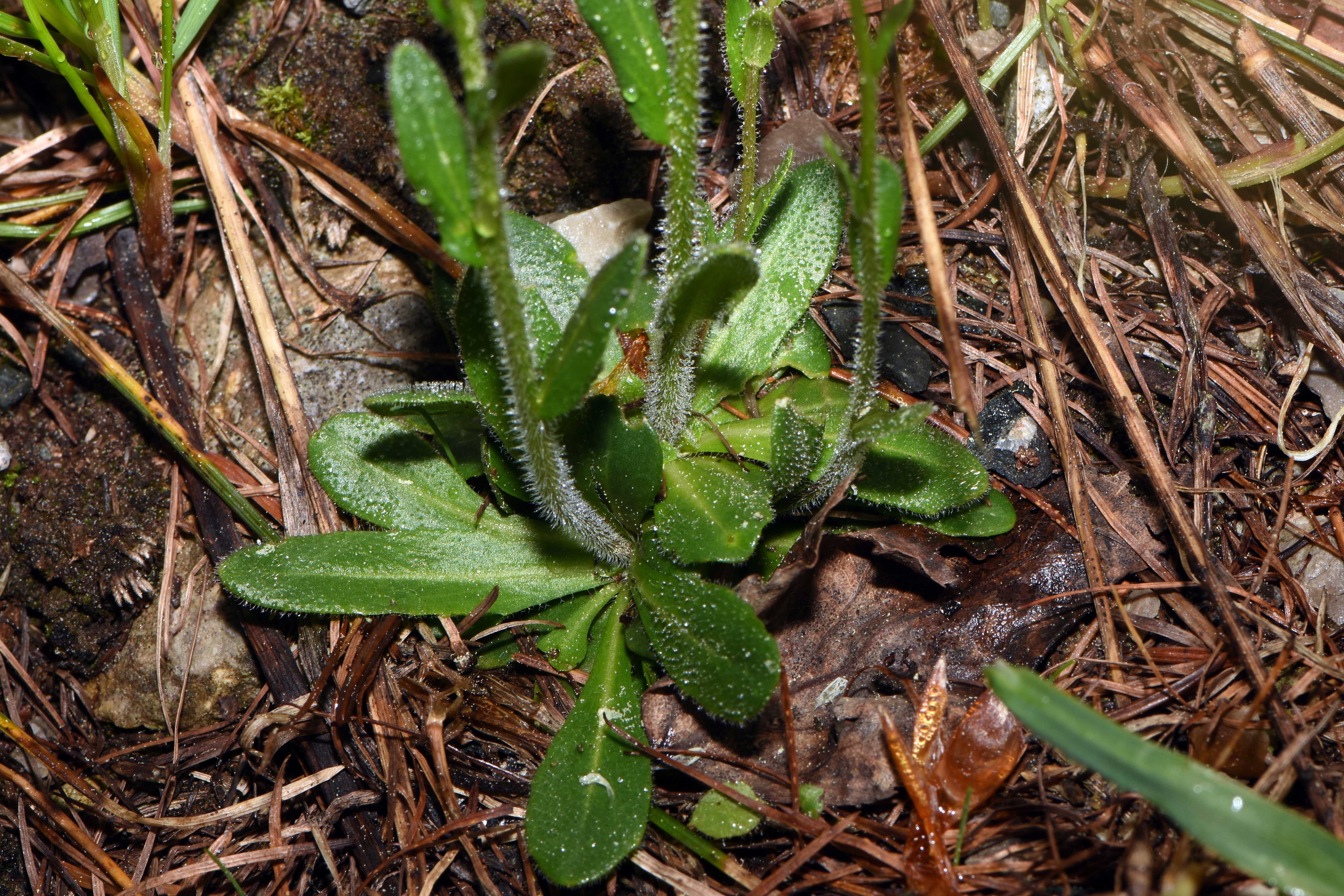 Arabis sp.  .jpg