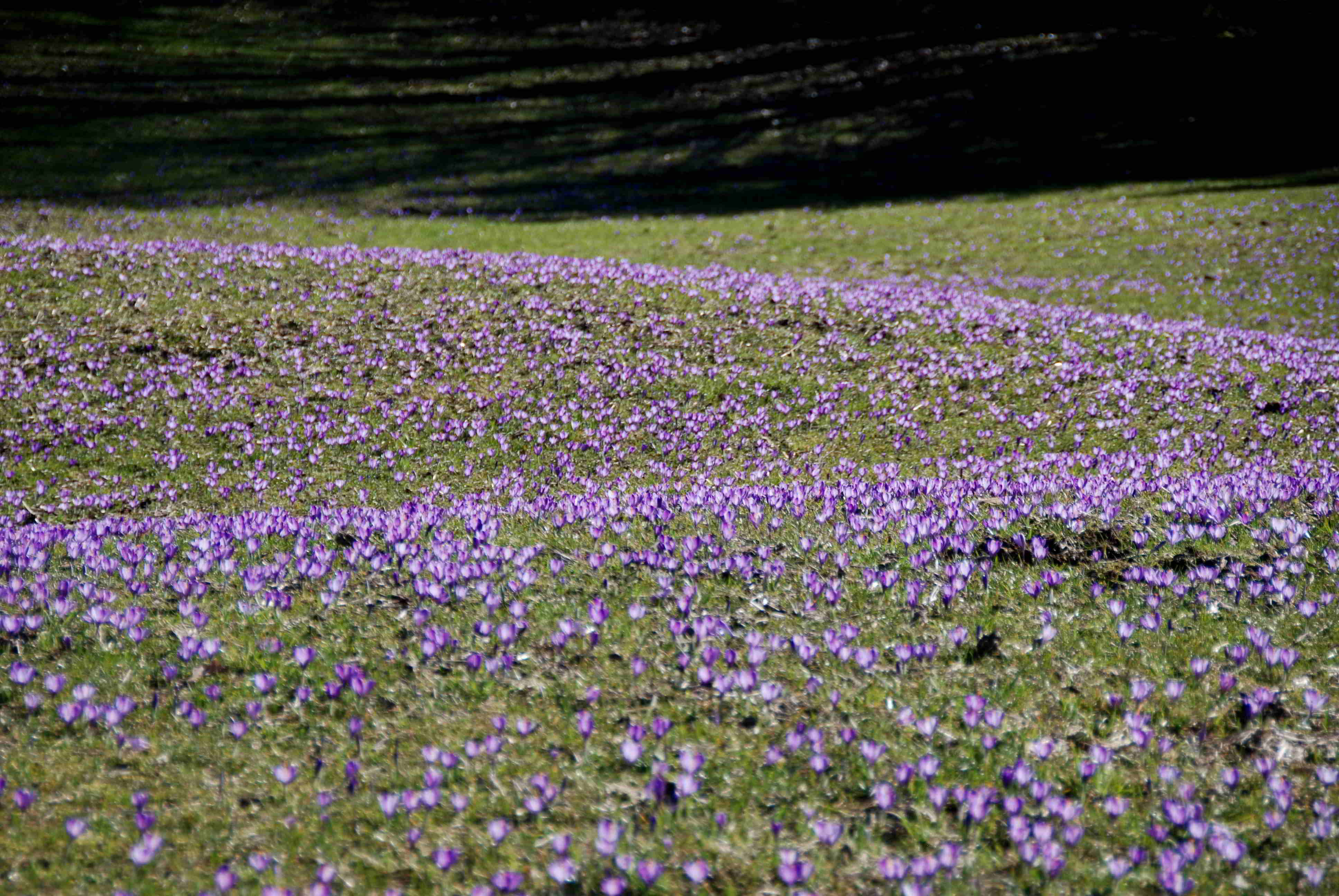 Gresten-NÖ-30032018-(44)-Standort Buchberg.JPG