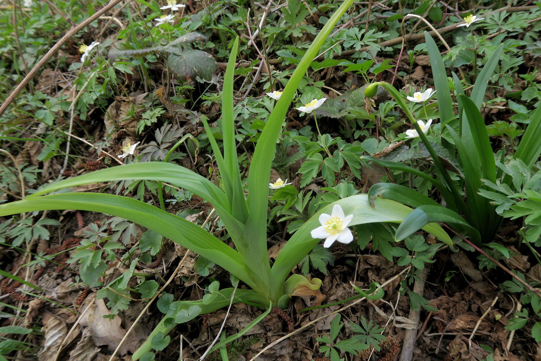 04.06.2022 Stiefernbachtal Stiefern Kamp (1).JPG