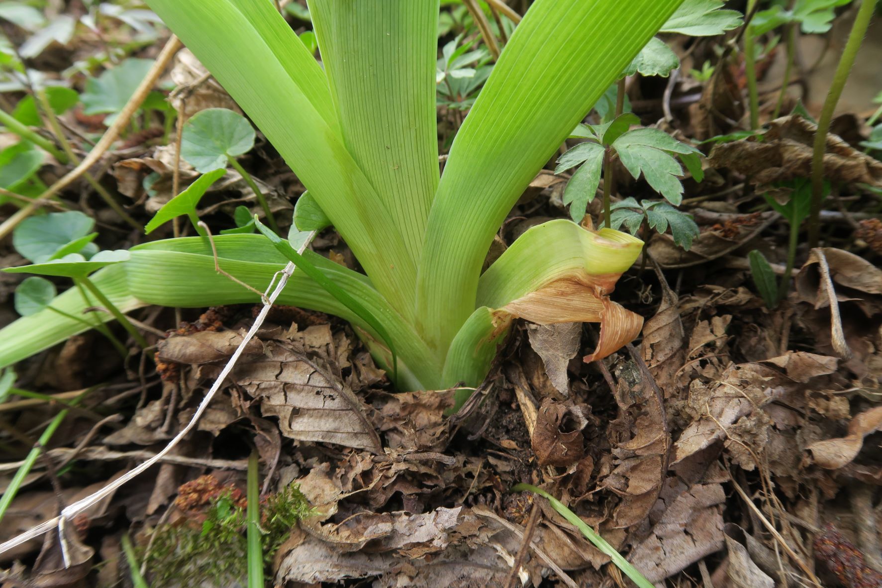 04.06.2022 Stiefernbachtal Stiefern Kamp (3).JPG